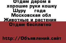 Отдам даром в хорошие руки кошку Шуру,1.5 года. - Московская обл. Животные и растения » Отдам бесплатно   